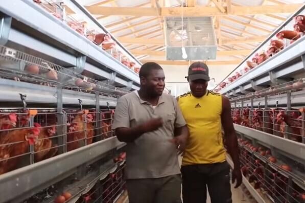 Factors that cause loss in poultry farming