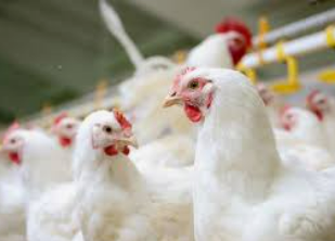 What is calcium deficiency in broilers in poultry farm