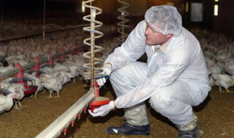 Using drinking system to administer drugs to birds