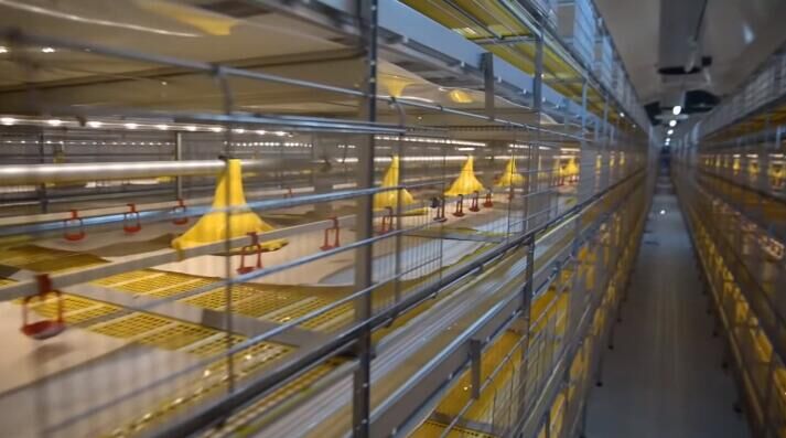 How to ensure quality drinking water for birds in battery cage