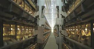 Rearing equipment in poultry farm