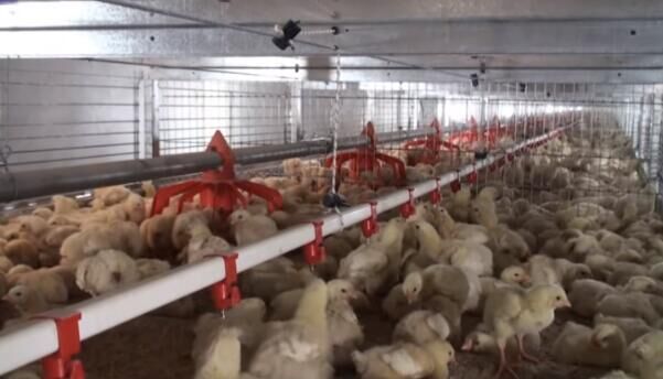 How to increase broilers chicks feeding in a battery cage