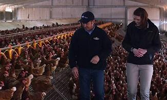 How to improve broiler's growth rate