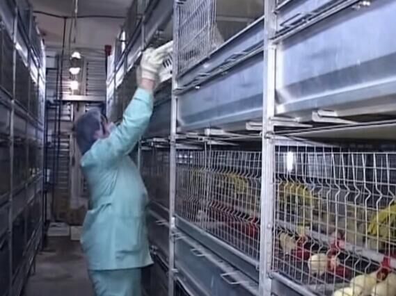 Broiler breeding processes in poultry farming