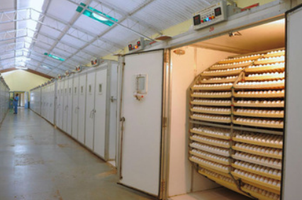 Method of disinfecting an incubator for hatching in a poultry farm