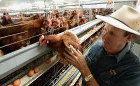 Automatic ladder-type poultry cage systems are typically made of corrosion-resistant materials