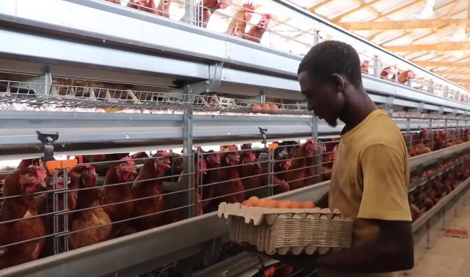 Why automatic cage system could improve the farm benefits