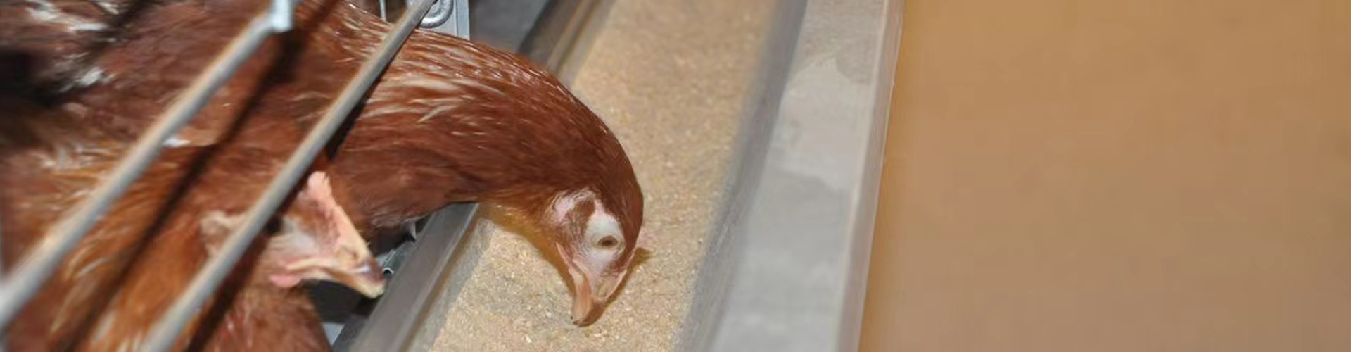 خط التغذية - حلول بيوت الدجاج