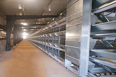 Our company finished layer project of 34,000 birds with automatic chicken cage