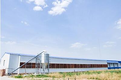 Our company finished layer project of 60,000 birds in Southeast Asia poultry farm