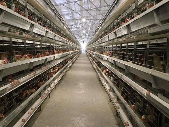 What are the advantages of battery cage system