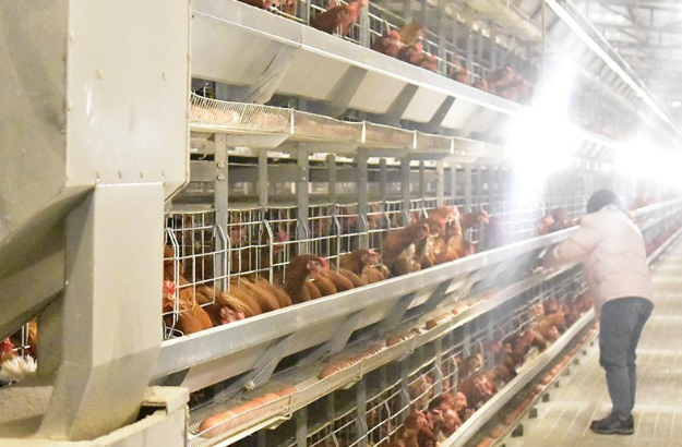 20 Rules for starting your own poultry farm