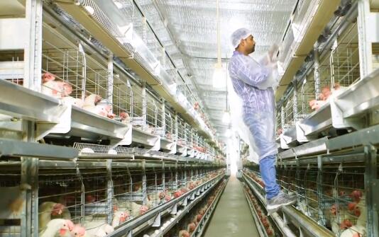 Do you know these on our company's poultry equipment