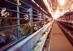 How to make battery cage for egg layiing chicken