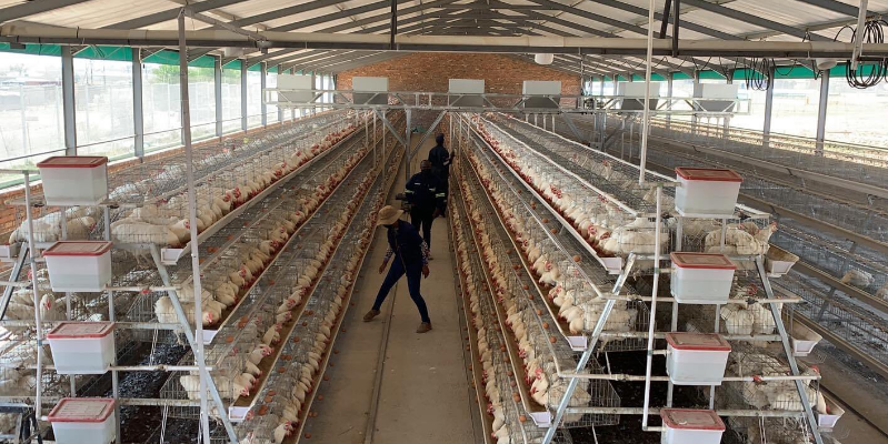 101 popular battery cage in Philippine and its price