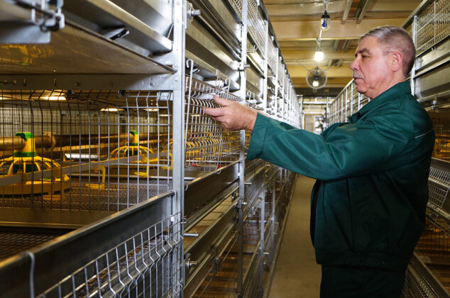 Types of poultry farming cages accodring to it's application