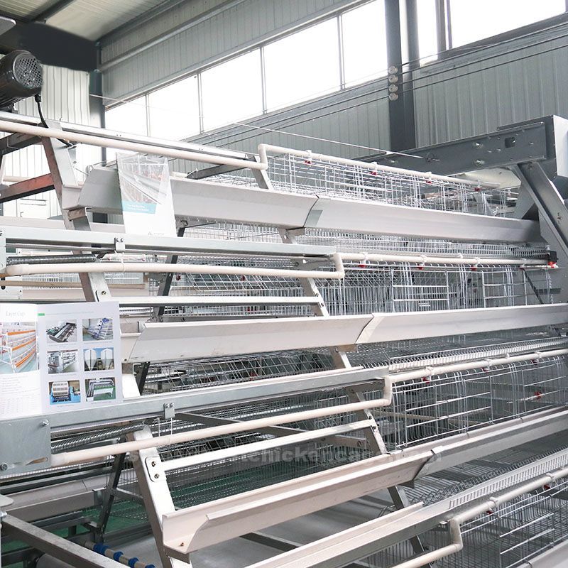 鸡笼或蛋鸡笼A (50).jpg 鸡笼或蛋鸡笼A (50).jpg