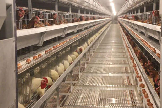 Do you know these on dimension for 1,000 chicken layer cage material and construction