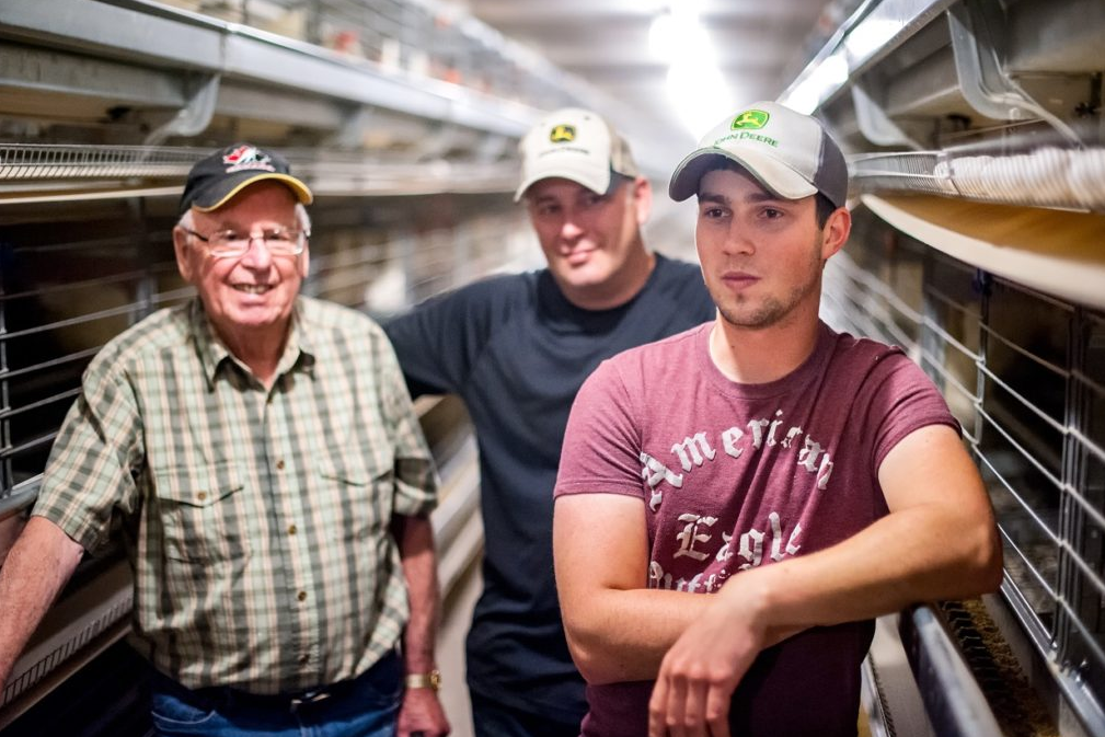 Cost of factors to consider before purchasing a battery cage