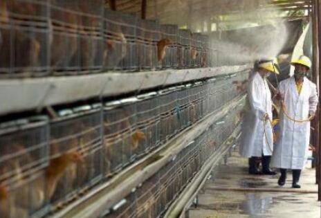 Why is the Battery cages are cost effective space and resources can lead to lower production costs