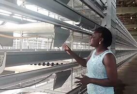 Battery cages has increased egg production to 98% and it has made handling chicken manure very easy