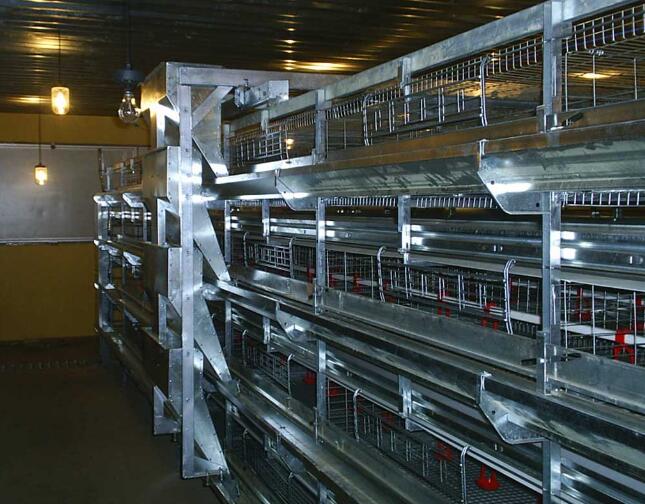 How to use h-type poultry cages is a robust and scalable solution that enhances productivity