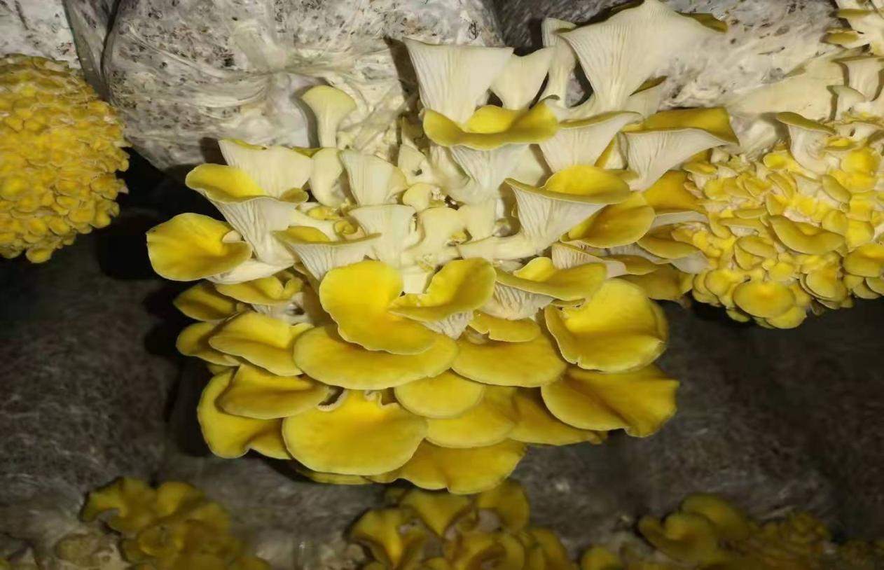  Yellow Elm mushroom spawn