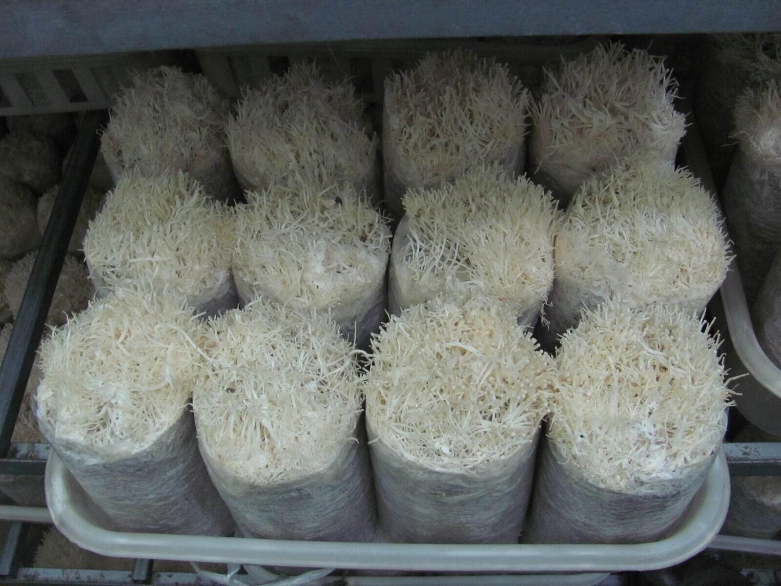 Flammulina mushroom Spawn