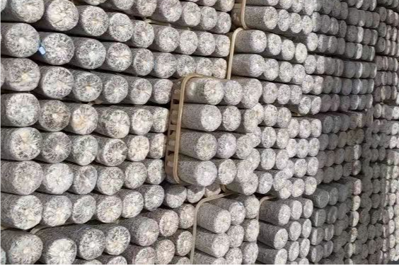 Flammulina mushroom Spawn