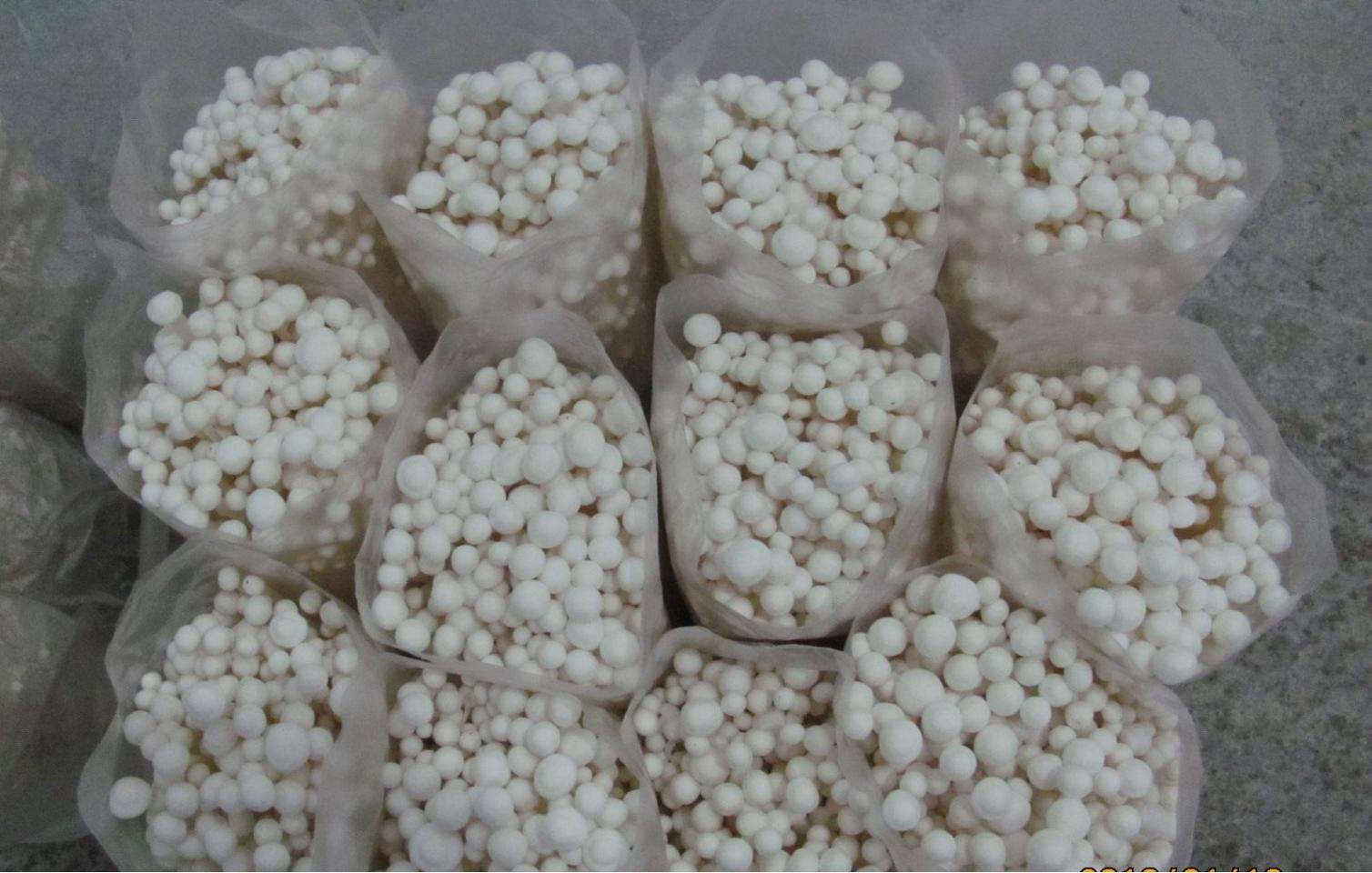 Flammulina mushroom Spawn