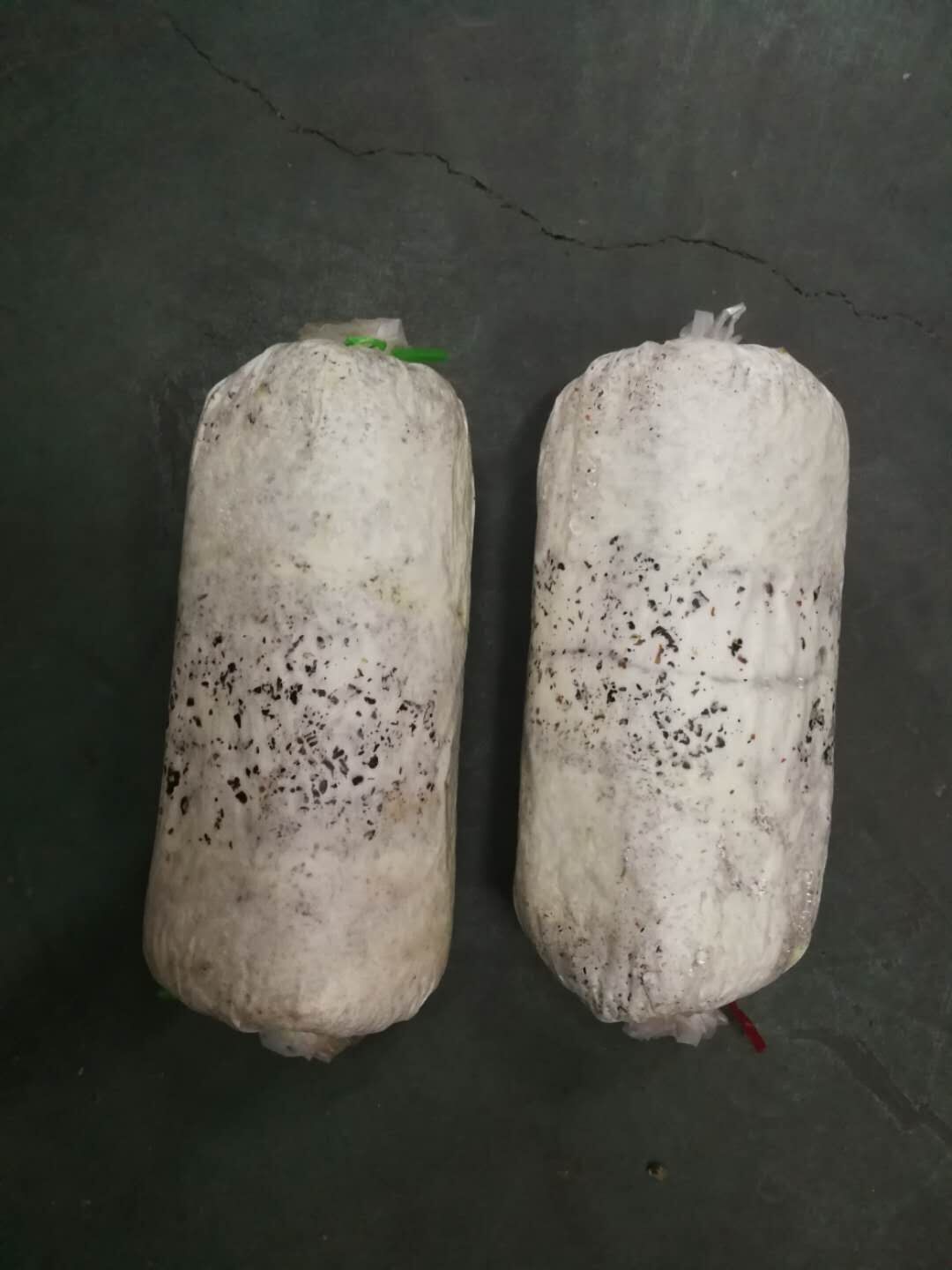 Oyster Mushroom Spawn