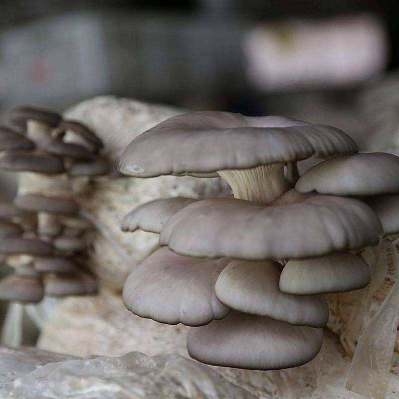 Oyster Mushroom Spawn