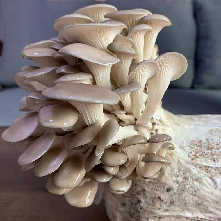 Oyster Mushroom Spawn