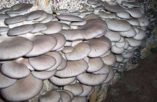 Oyster Mushroom Spawn