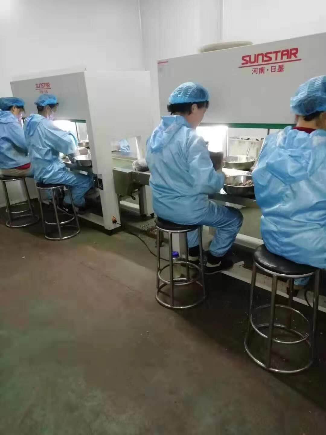 Oyster Mushroom Spawn