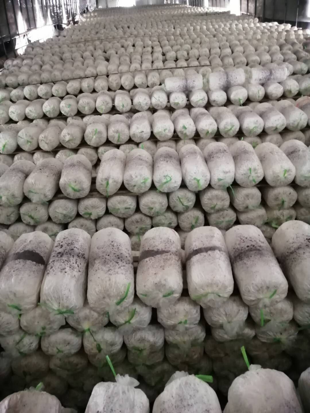 Oyster Mushroom Spawn