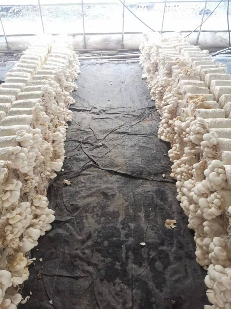 White Oyster Mushroom Spawn