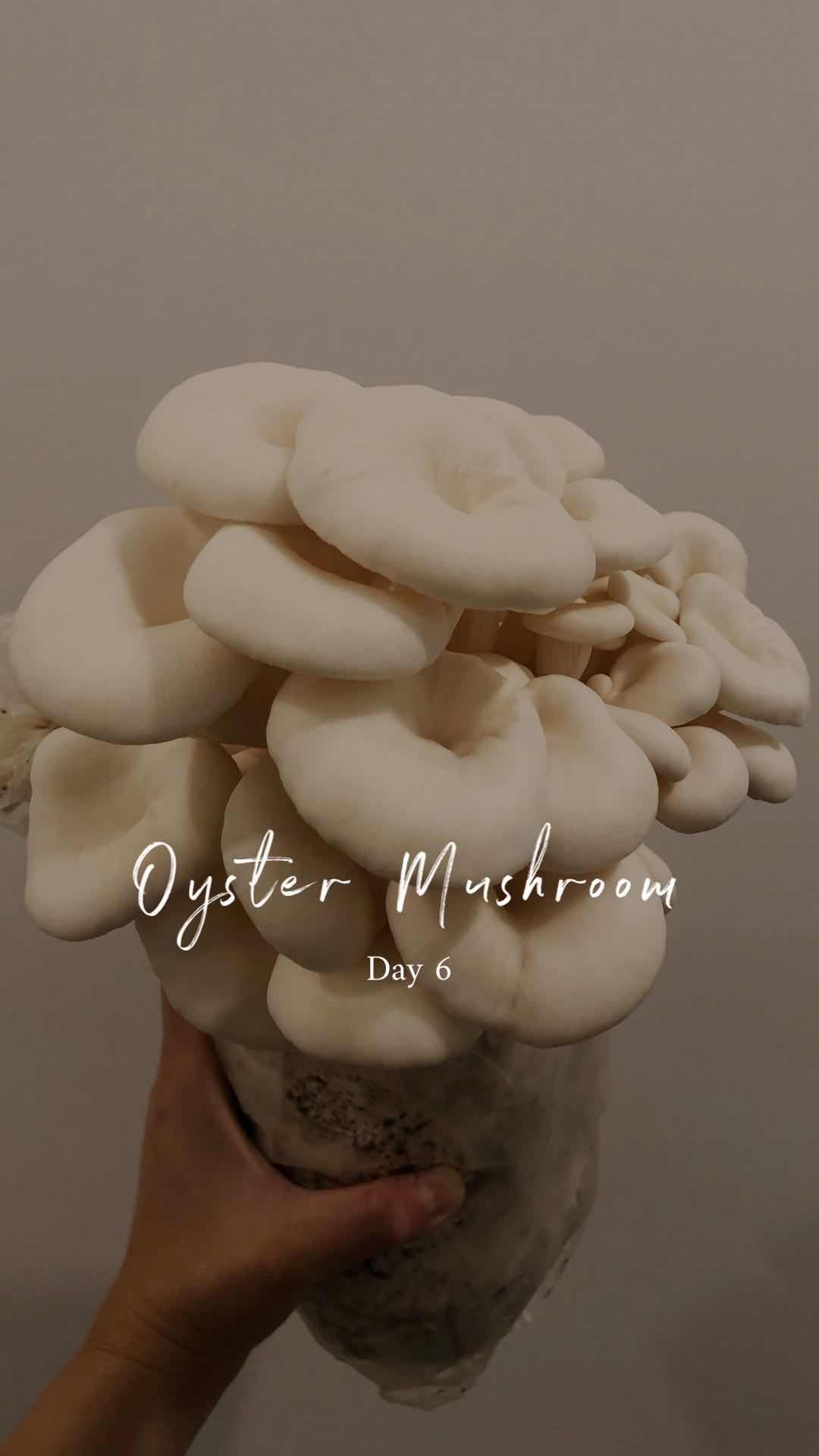 White Oyster Mushroom Spawn
