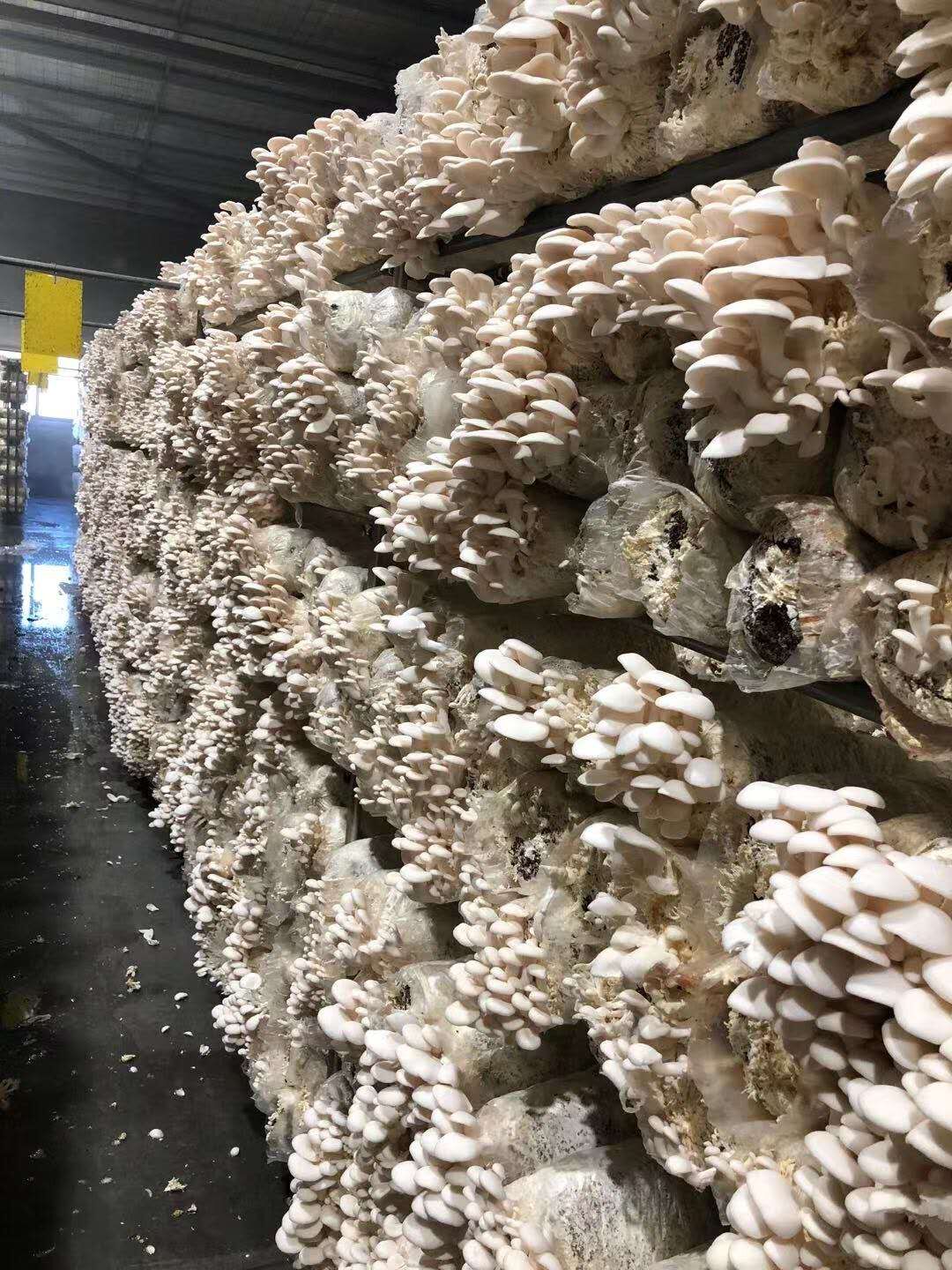 White Oyster Mushroom Spawn