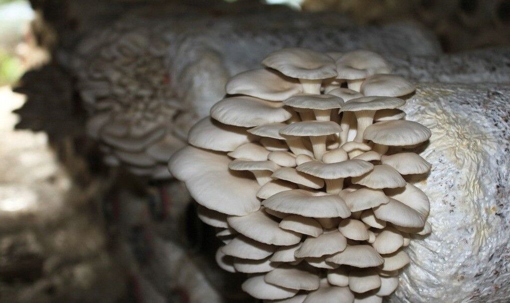 White Oyster Mushroom Spawn