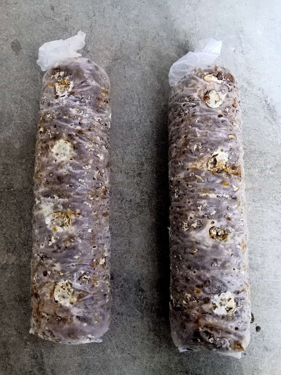 Shiitake Mushroom Spawn