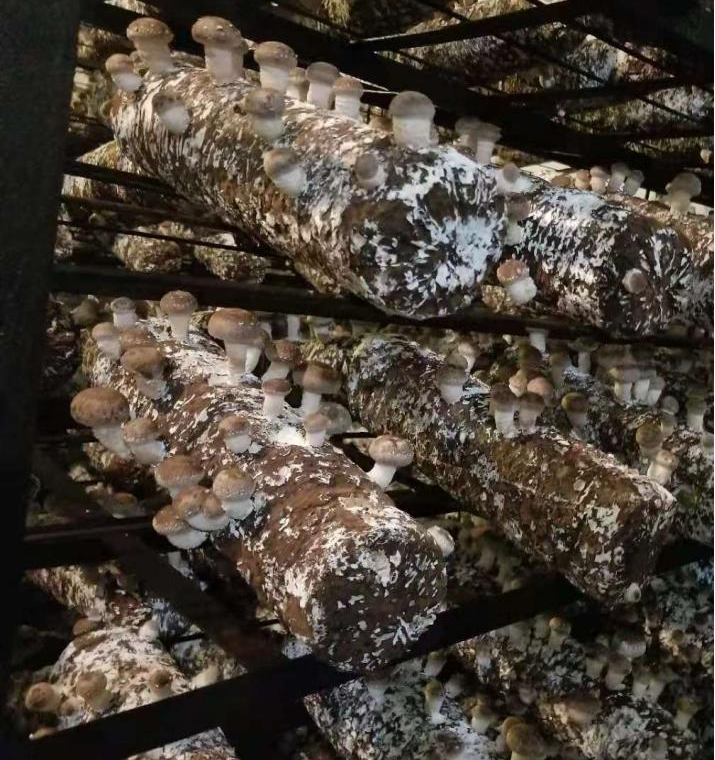 Shiitake Mushroom Spawn