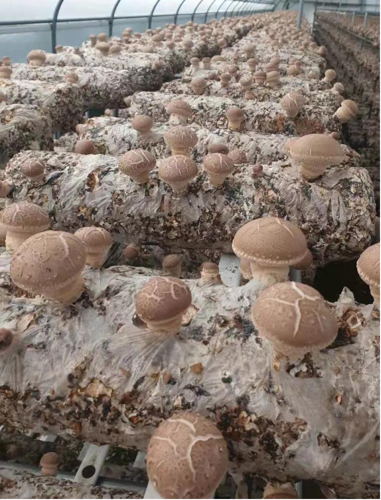 Shiitake Mushroom Spawn