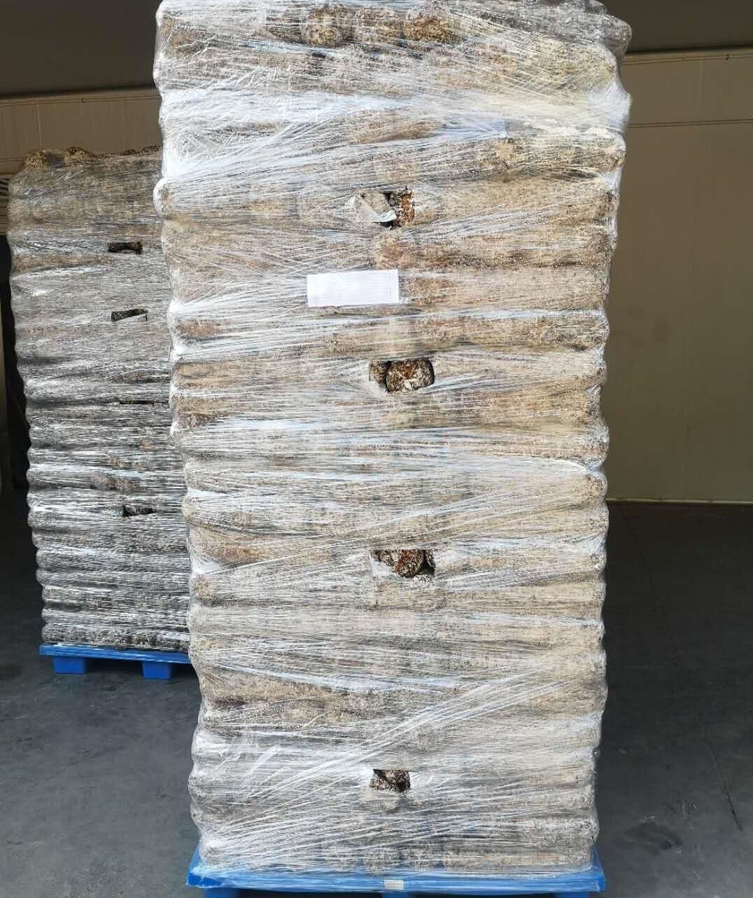 Shiitake Mushroom Spawn