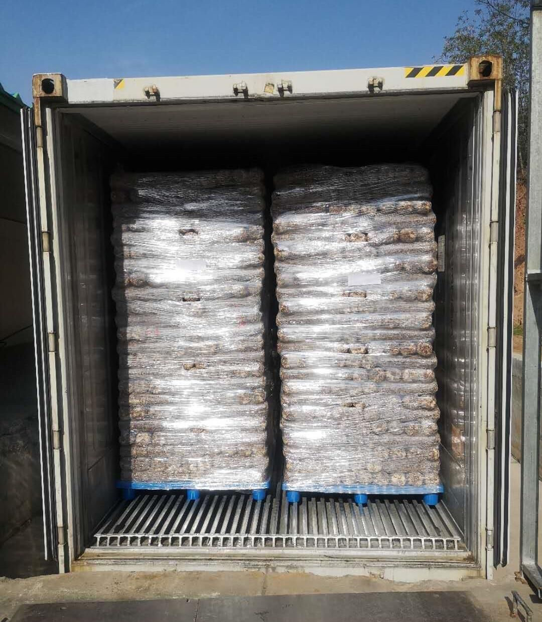 Shiitake Mushroom Spawn