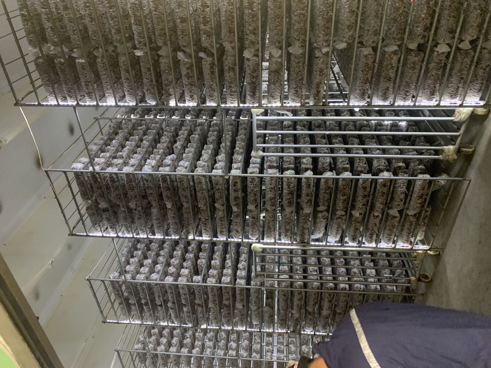 Shiitake Mushroom Spawn