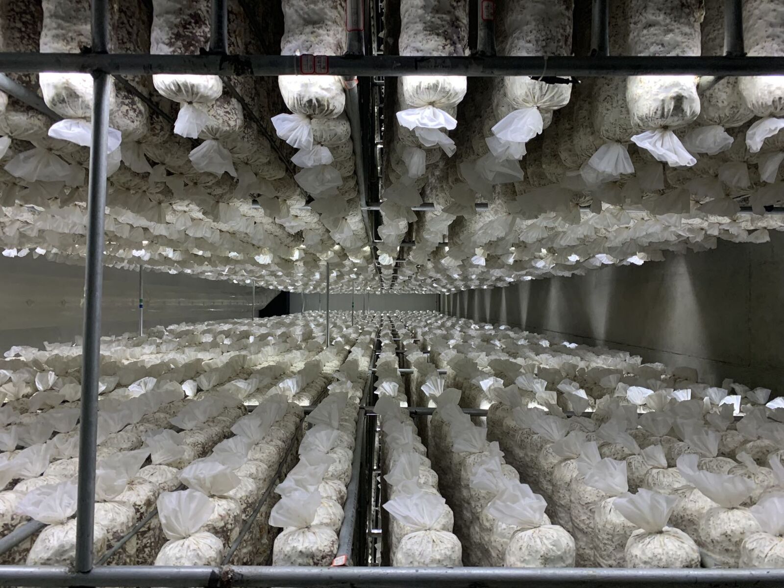 Shiitake Mushroom Spawn