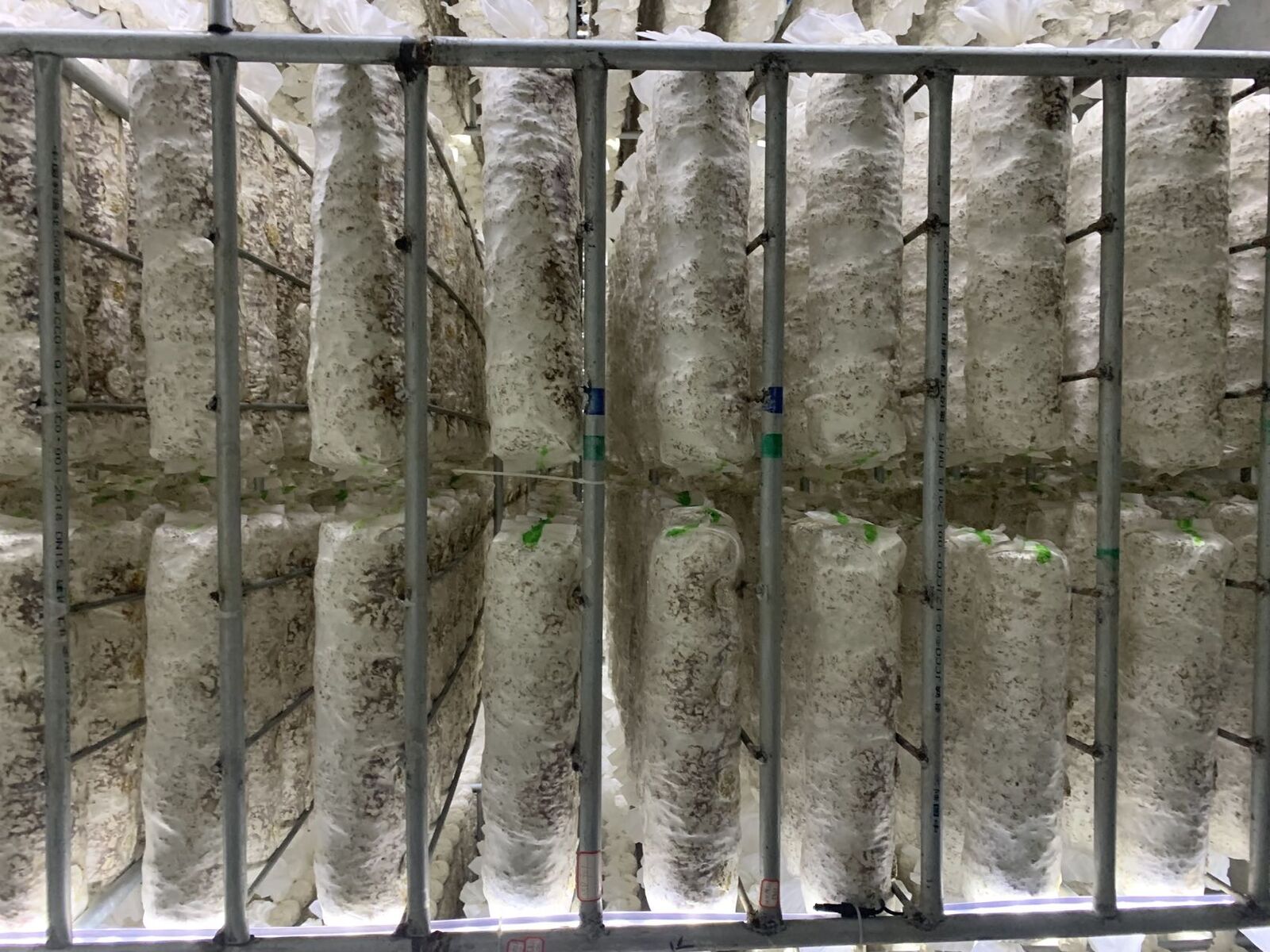 Shiitake Mushroom Spawn