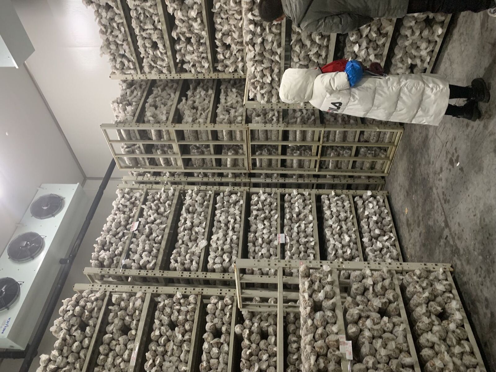 Shiitake Mushroom Spawn