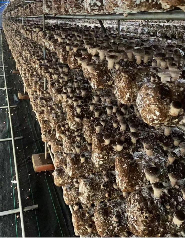 Shiitake Mushroom Spawn